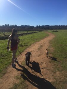 walking a dog on the trails in Napa