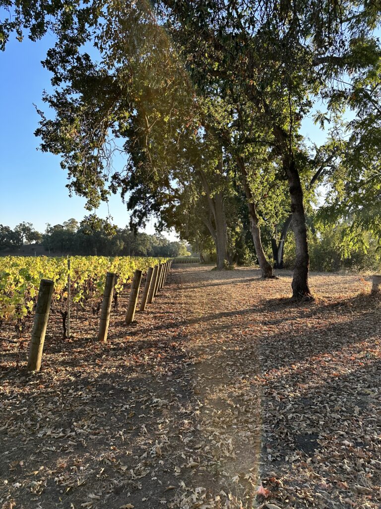 Vineyard and trail in Napa valley