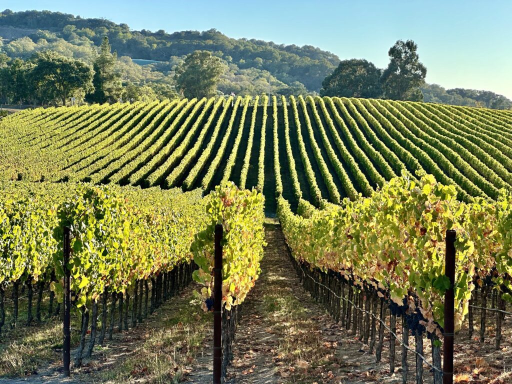 vineyard views in napa