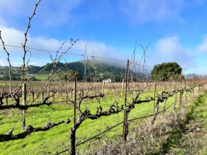 Dormant vines in winter in Napa