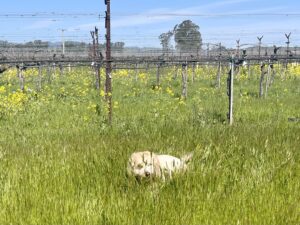 Cute dog in the mustards in Napa